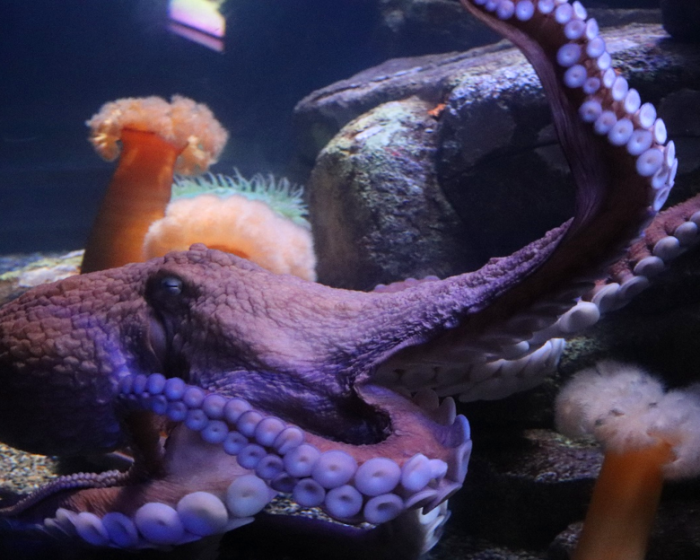 Giant Pacific octopus