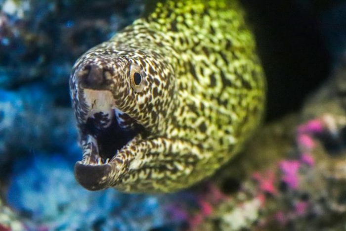 Spotted moray eel