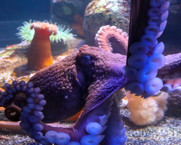 Giant Pacific octopus