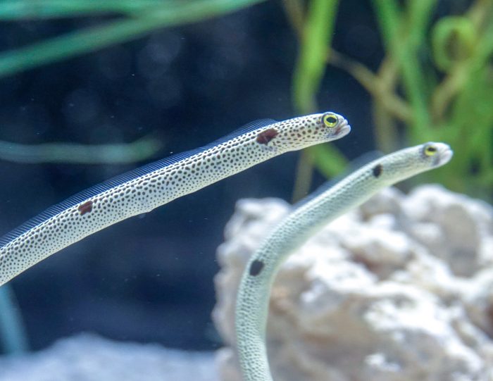 Spotted garden eels