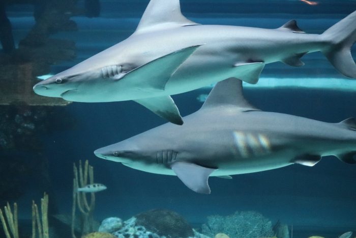 Sandbar sharks