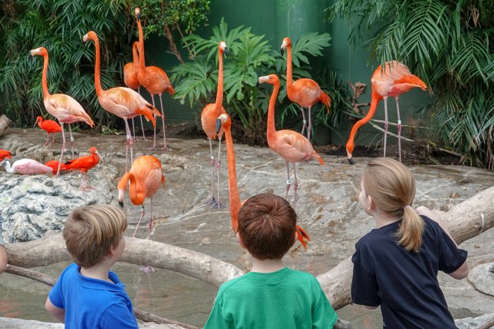 Guests view Caribbean flamingo exhibit
