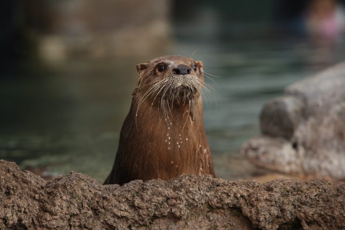 Otter