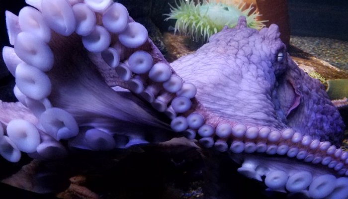 Giant Pacific octopus