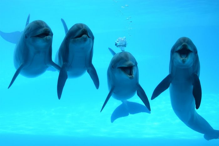 Dolphins of Dolphin Bay