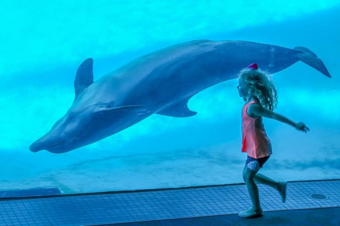 Dolphin