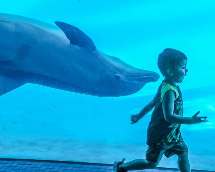Young guest interacts with dolphins in underwater viewing room.