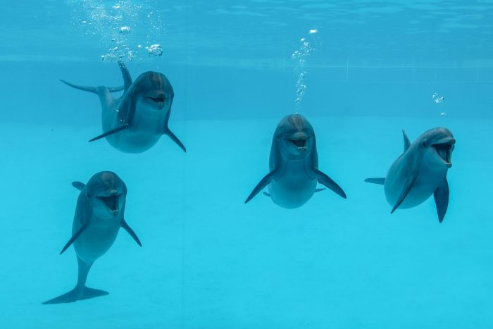 Four dolphins of Dolphin Bay