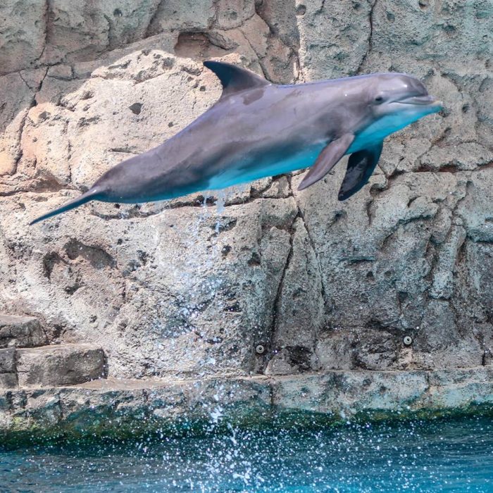 Dolphin leaping during DOLPHINS! presentation