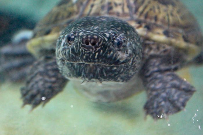 Mexican musk turtle