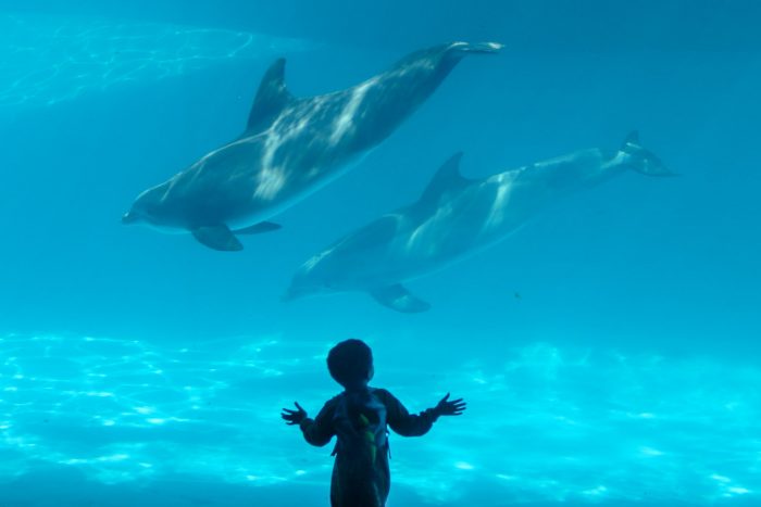 Dolphin Bay underwater view