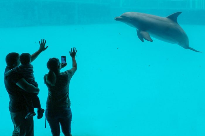 Guest encounter in Dolphin Bay