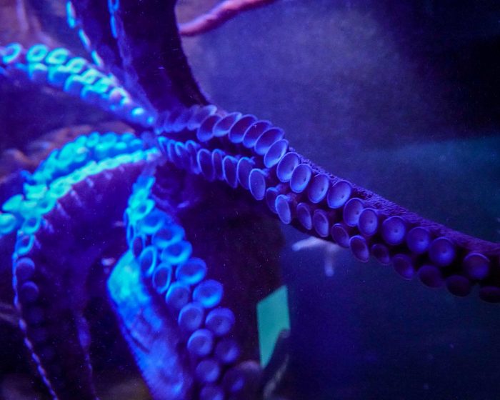 Giant Pacific octopus arms