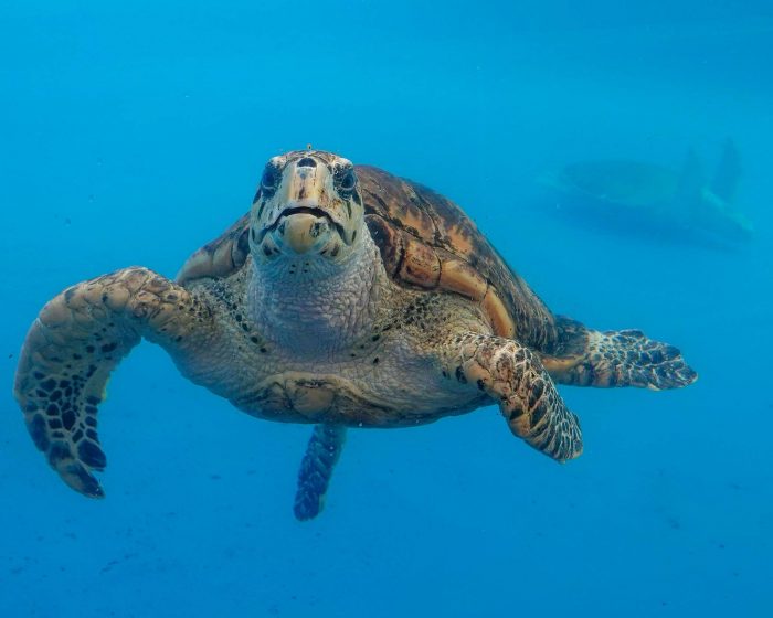 Hawksbill sea turtle in Tortuga Cay