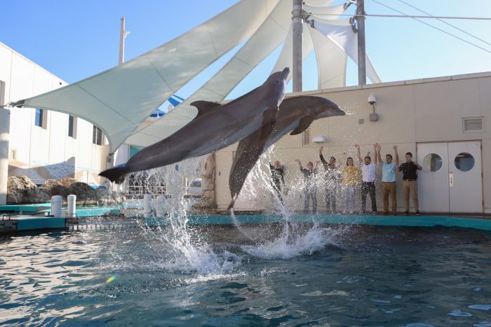 "Discover Dolphins" Exclusive Encounter