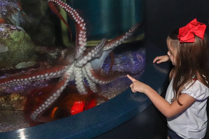 Encounter with octopus in Tentacles