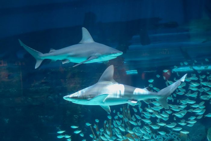 Sandbar sharks