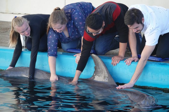 "Discover Dolphins" Exclusive Encounter