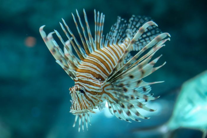 Lionfish in Blue Hole exhibit