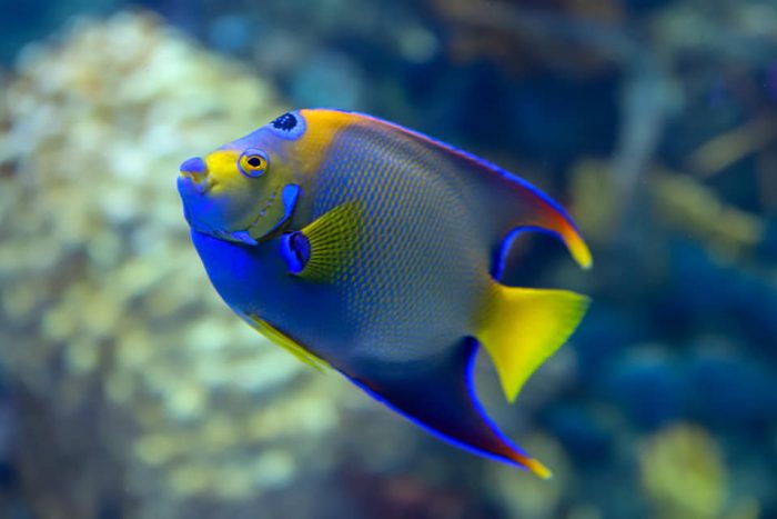 Queen angelfish in Coral Reef