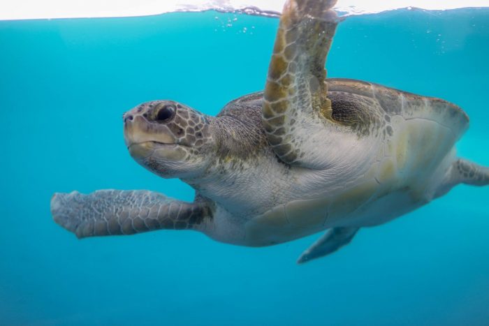 Green sea turtle in Tortuga Cay