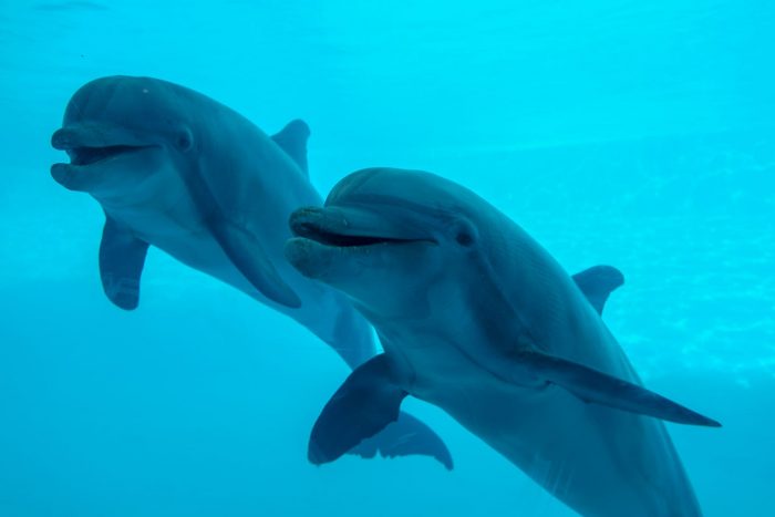 Bottlenose dolphins in Dolphin Bay