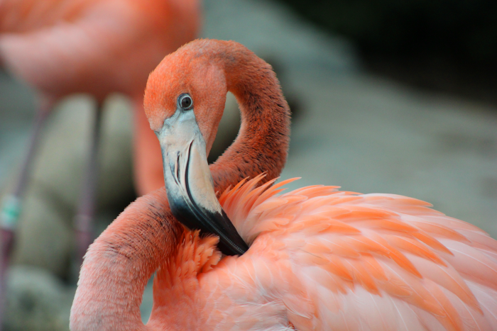 Caribbean flamingo