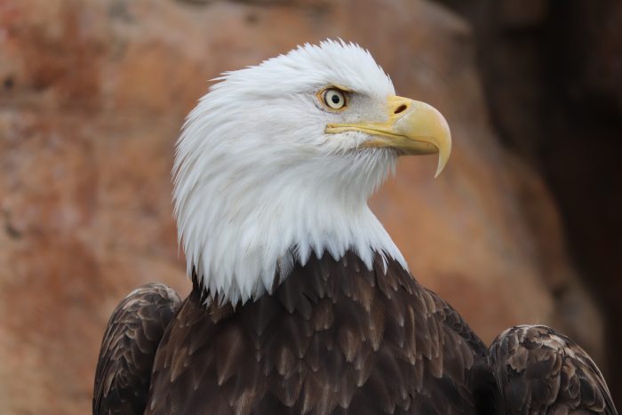 Bald eagle in Eagle Pass