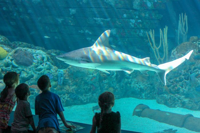 Encounter with sandbar shark in H-E-B Caribbean Sea