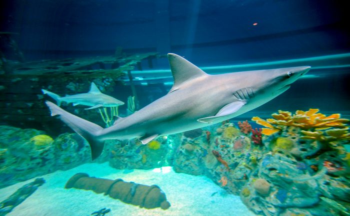 Sandbar sharks in H-E-B Caribbean Sea