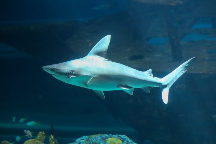 Sandbark Shark