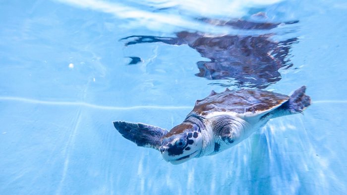 Champ the rescued Kemp's ridley sea turtle