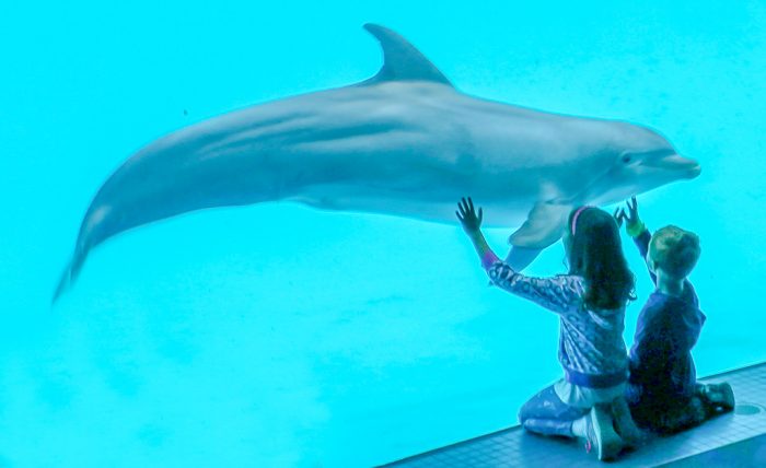 Dolphins in underwater view