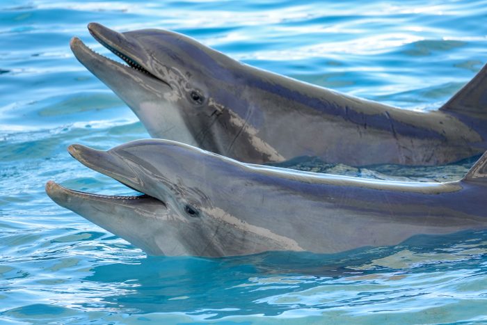 Dolphins