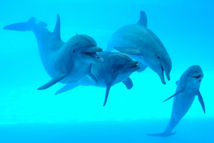 Dolphins in Dolphin Bay