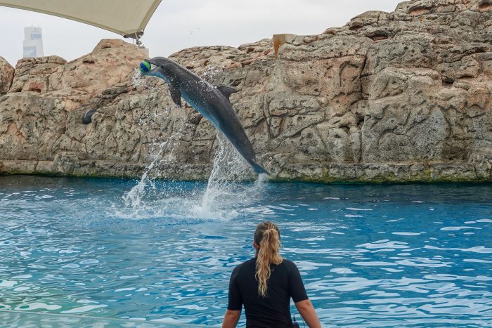 Dolphin during "DOLPHINS!" Wildlife Presentation