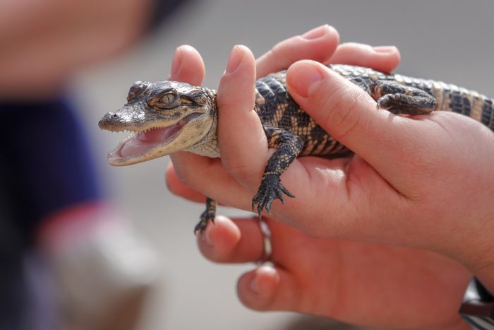 Baby alligator held by Animal Care staffer