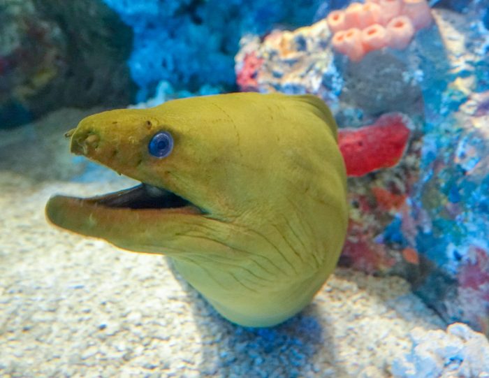 Moray eel in Caribbean Journey