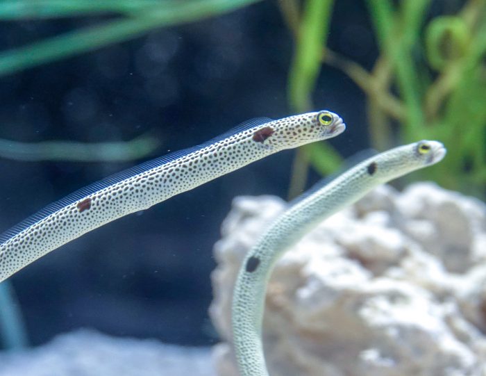 Garden eels in Caribbean Journey