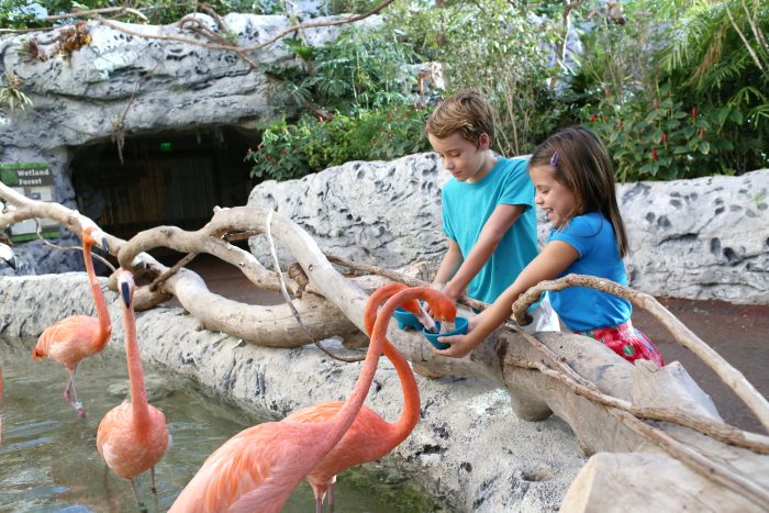 Feeding the flamingos