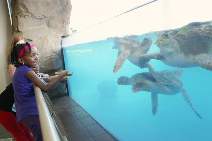 Feeding sea turtles in "Feed the Fish" Exclusive Encounter