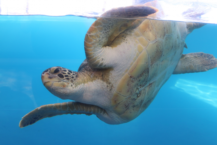 Green sea turtle