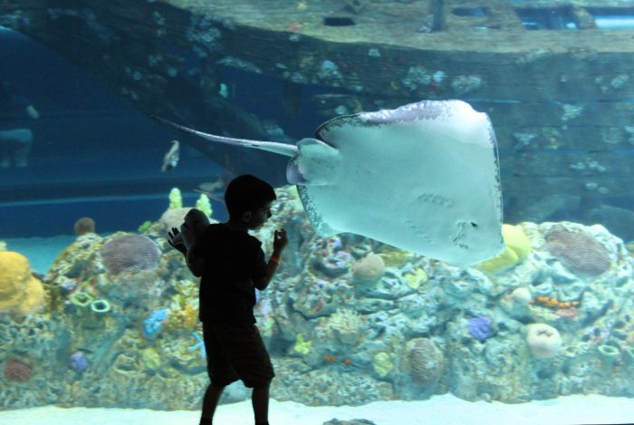 Stingray in H-E-B Caribbean Sea