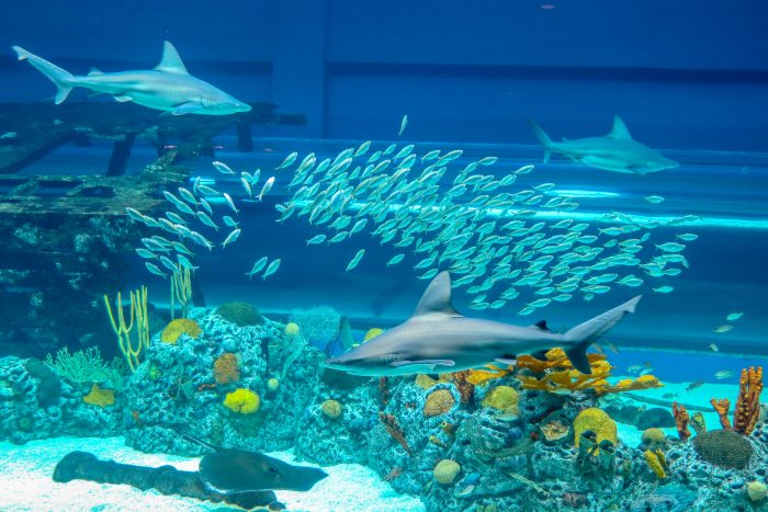 H-E-B Caribbean Sea