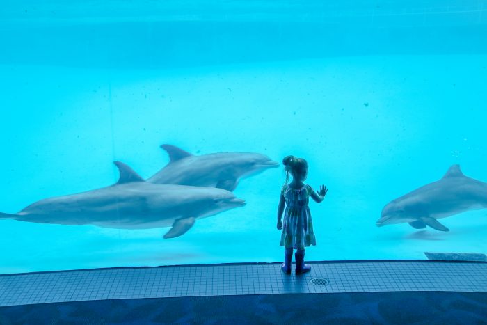Encounter with dolphins in "Dolphin Bay"
