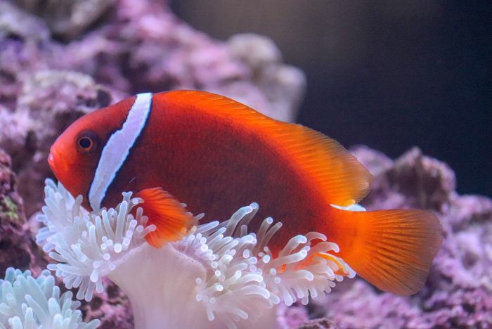 Tomato clownfish