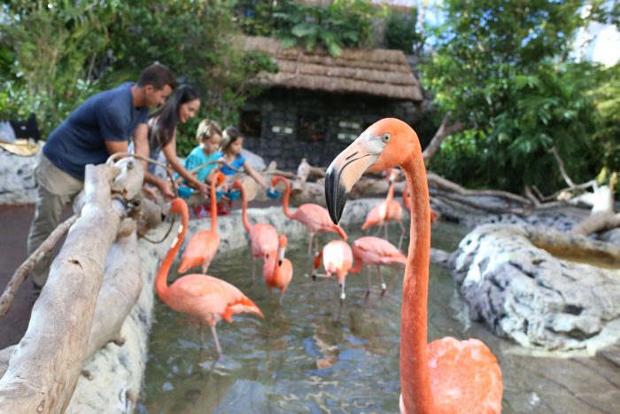 Feeding the flamingos