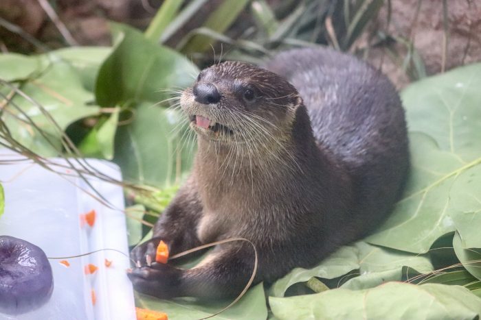 North American river otter