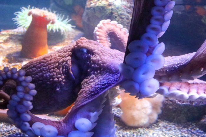 Giant Pacific octopus