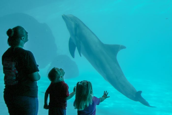 Encounter with dolphin in "Dolphin Bay"